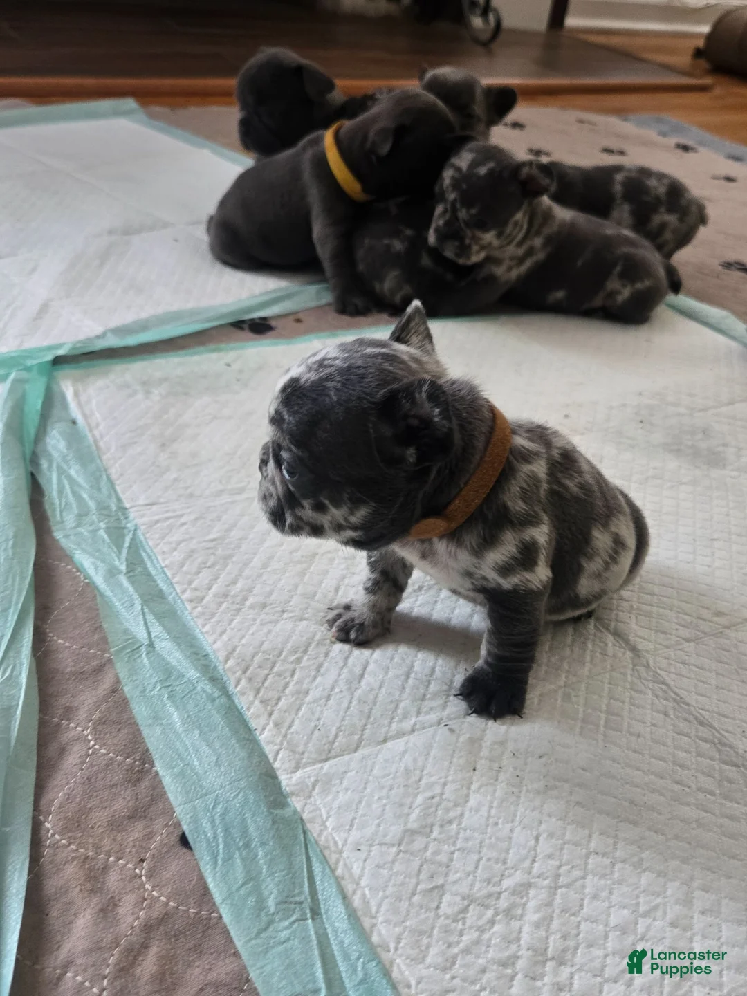 French Bulldog dogs for sale: French Bulldog 3 - Ad 7