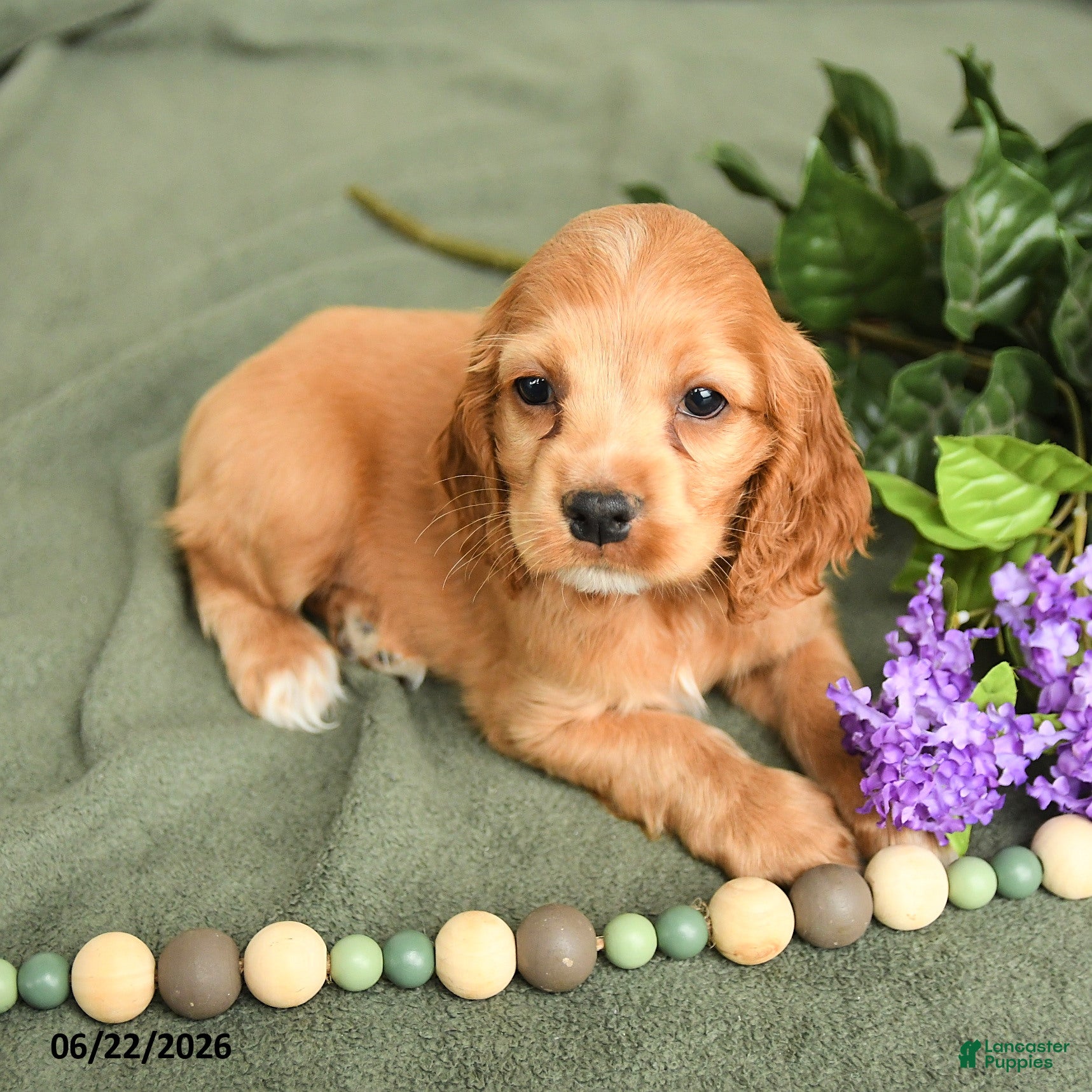English Cocker Spaniel dogs Brock - Ad 1