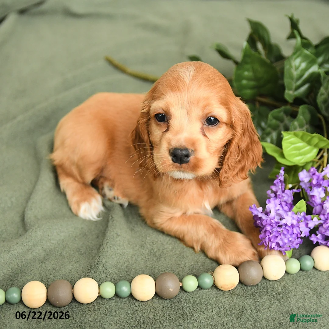 English Cocker Spaniel dogs for sale: Brock - Ad 1