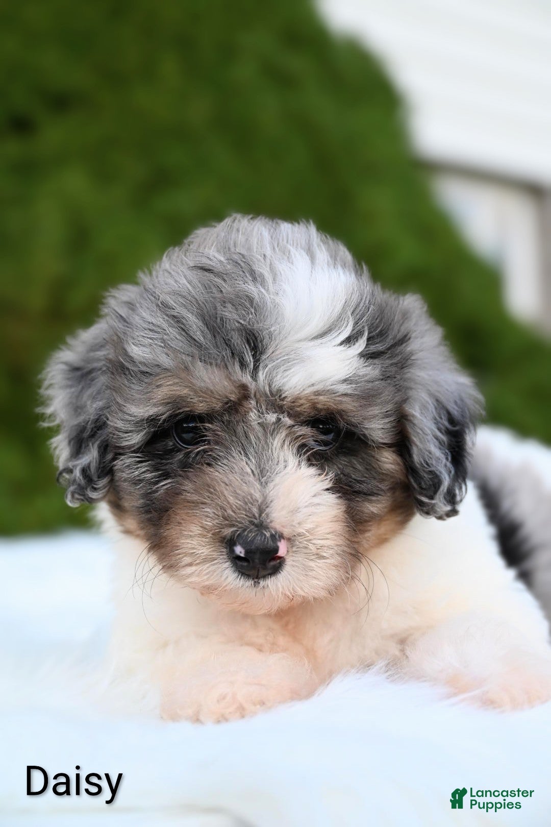 Miniature Australian Shepherd dogs Daisy - Ad 2