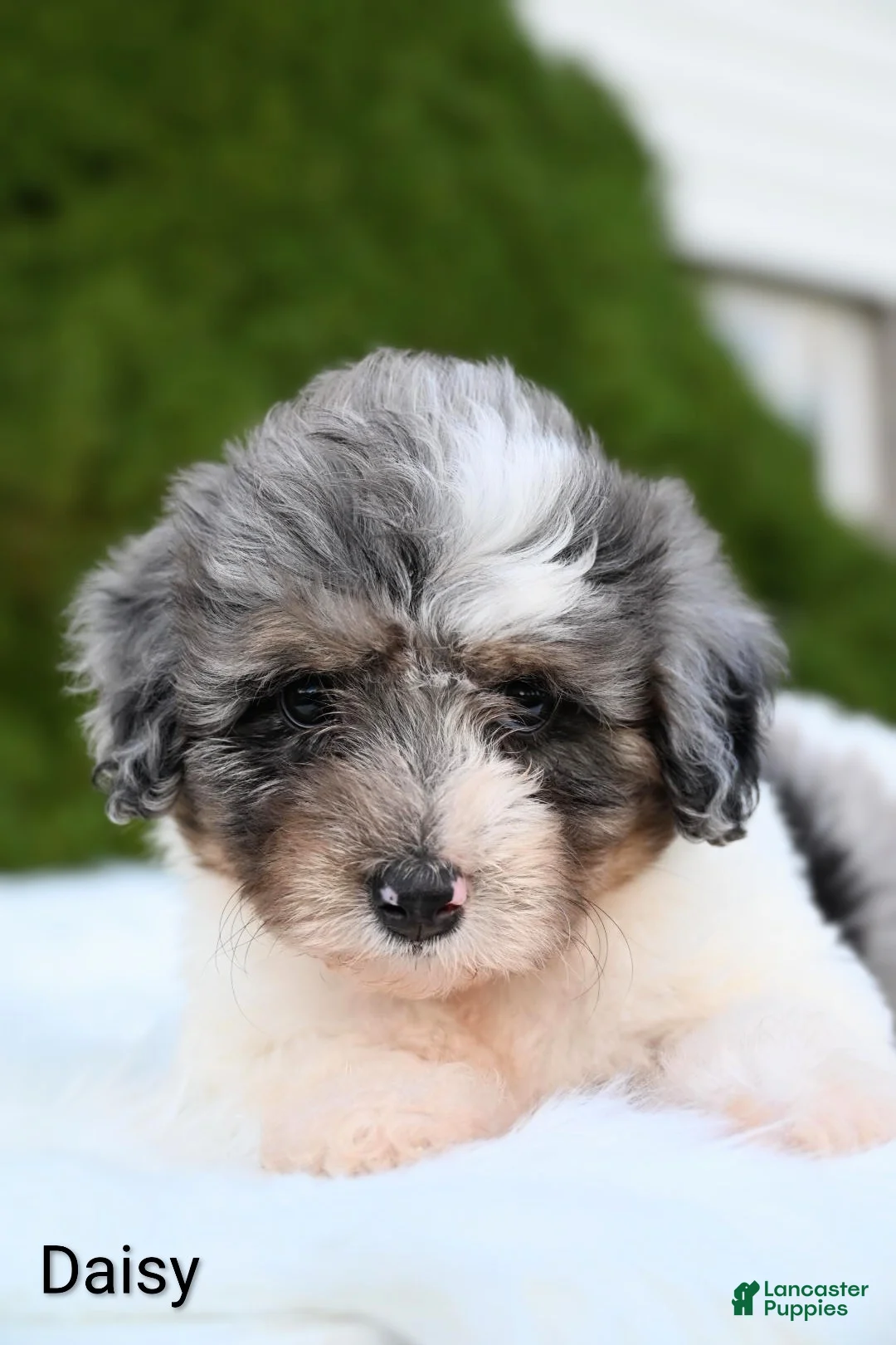 Miniature Australian Shepherd dogs for sale: Daisy - Ad 2