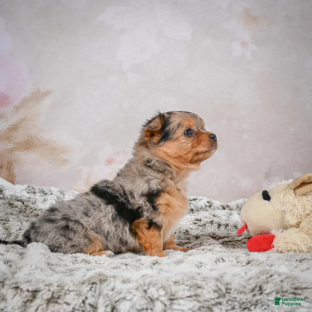 Chihuahua dogs for sale: Hazel - Ad 7