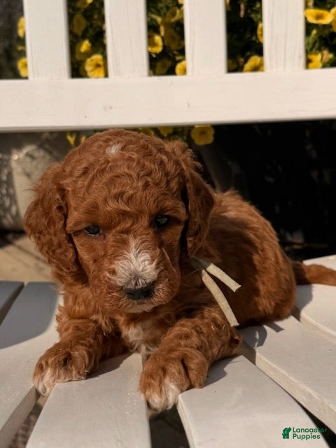 Mixed Breed dogs Huck - Ad 2