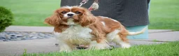 Cavalier King Charles Spaniel dogs for sale: Cassidy - Ad 3