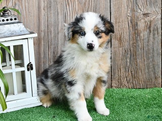 Miniature Australian Shepherd dogs - Ad 4