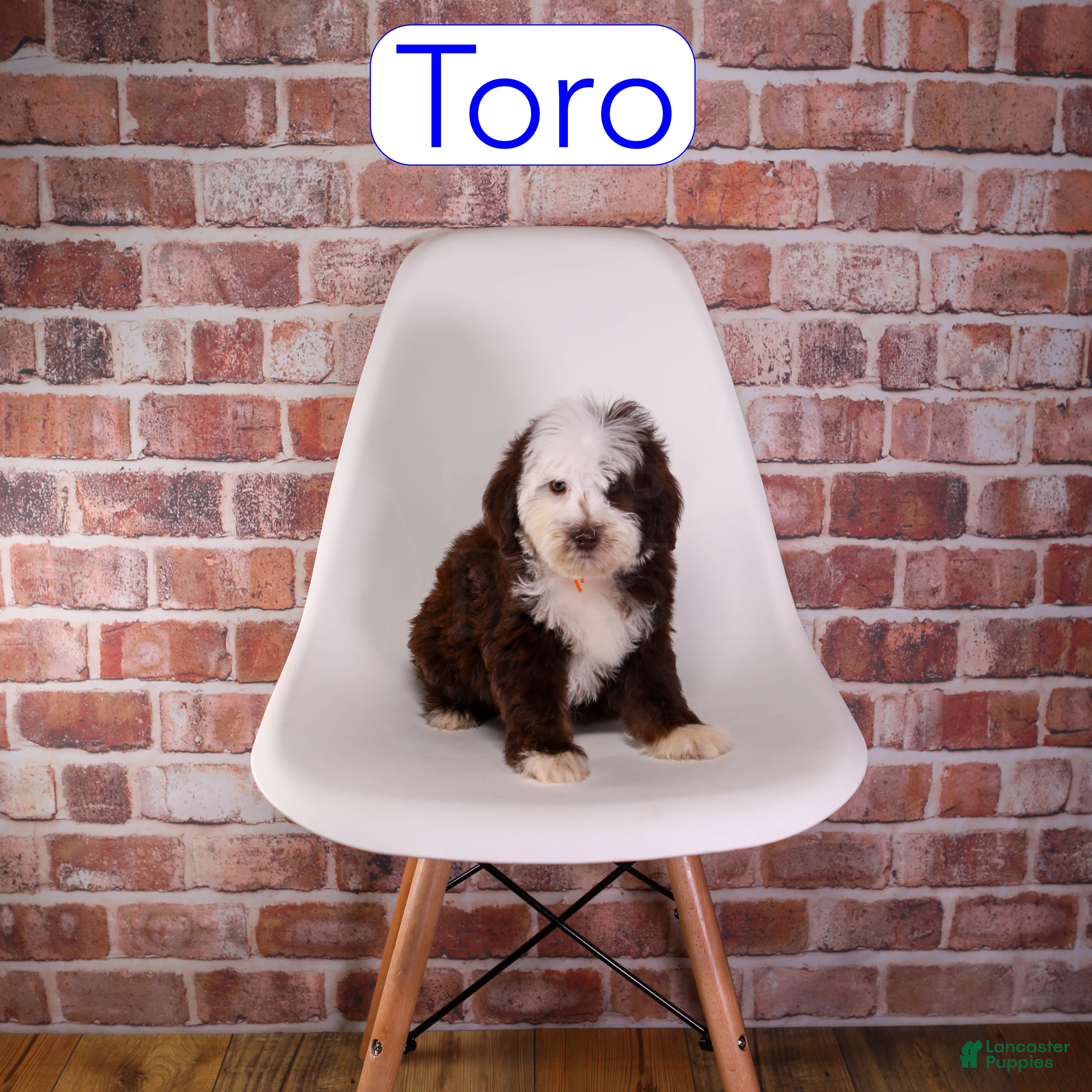 Mixed Breed dogs Toro - Ad 32