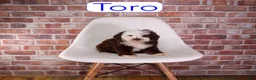 Mixed Breed dogs for sale: Toro - Ad 1