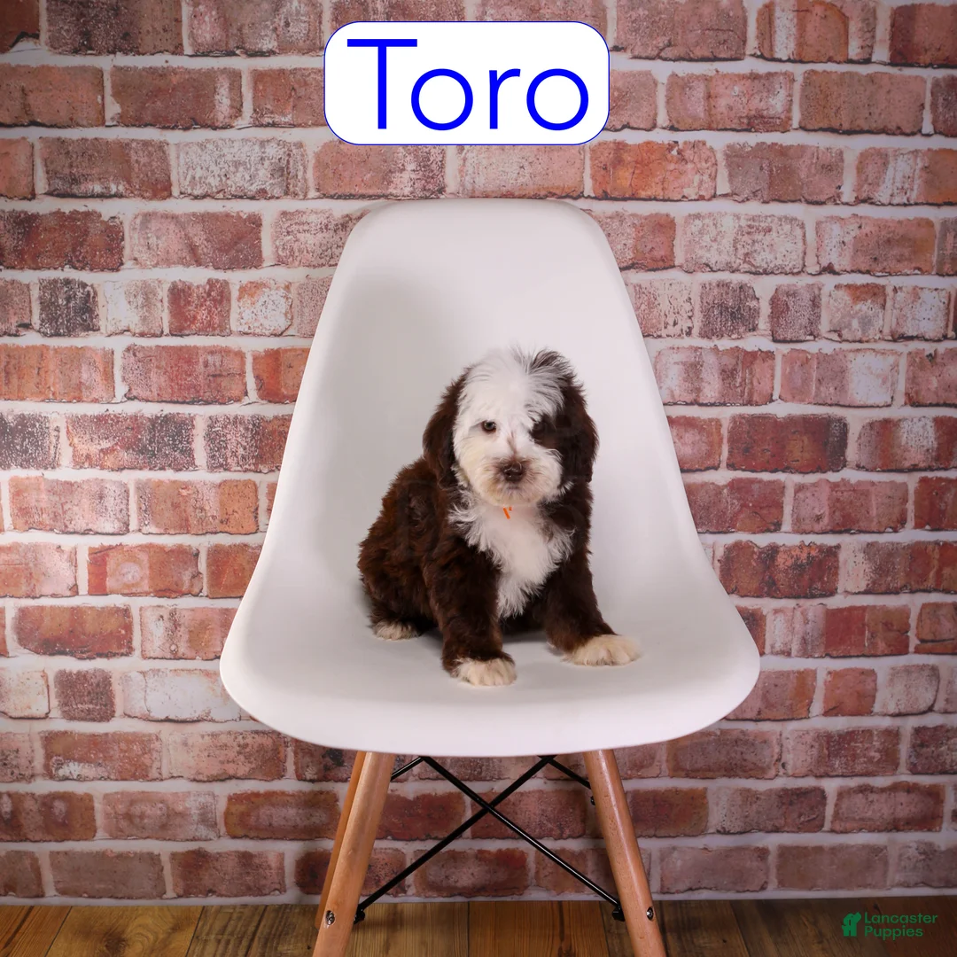 Mixed Breed dogs for sale: Toro - Ad 1