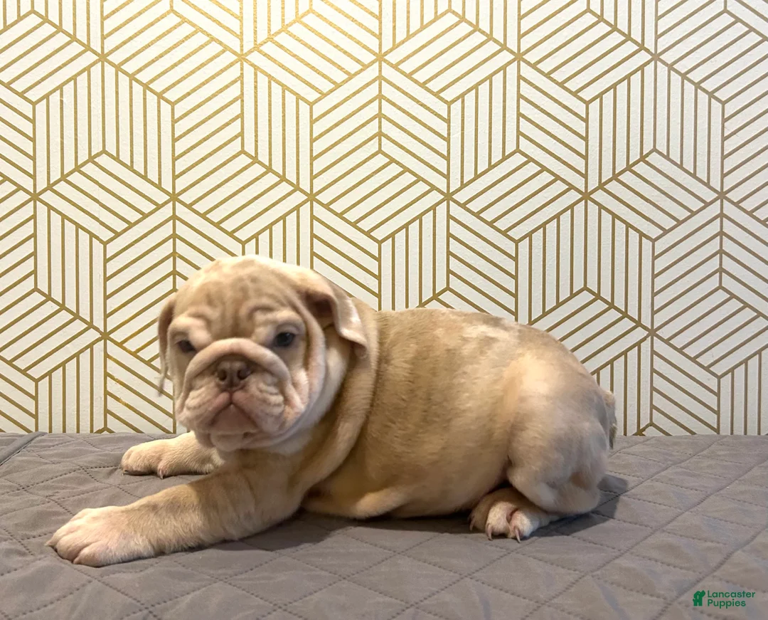 English Bulldog dogs for sale: River - Ad 9