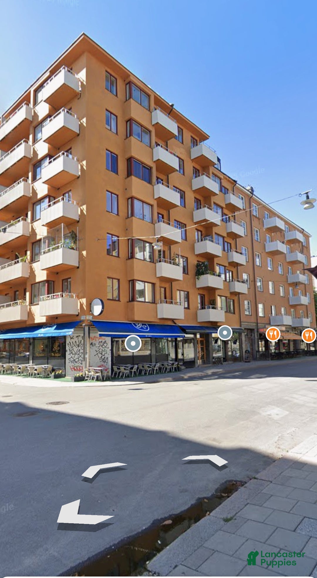 Mini Goldendoodle dogs for sale: Eden - Ad 13