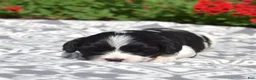 Cavachon dogs for sale: Freedom - Ad 4