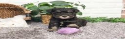 Miniature Schnauzer dogs for sale: Rita - Ad 5