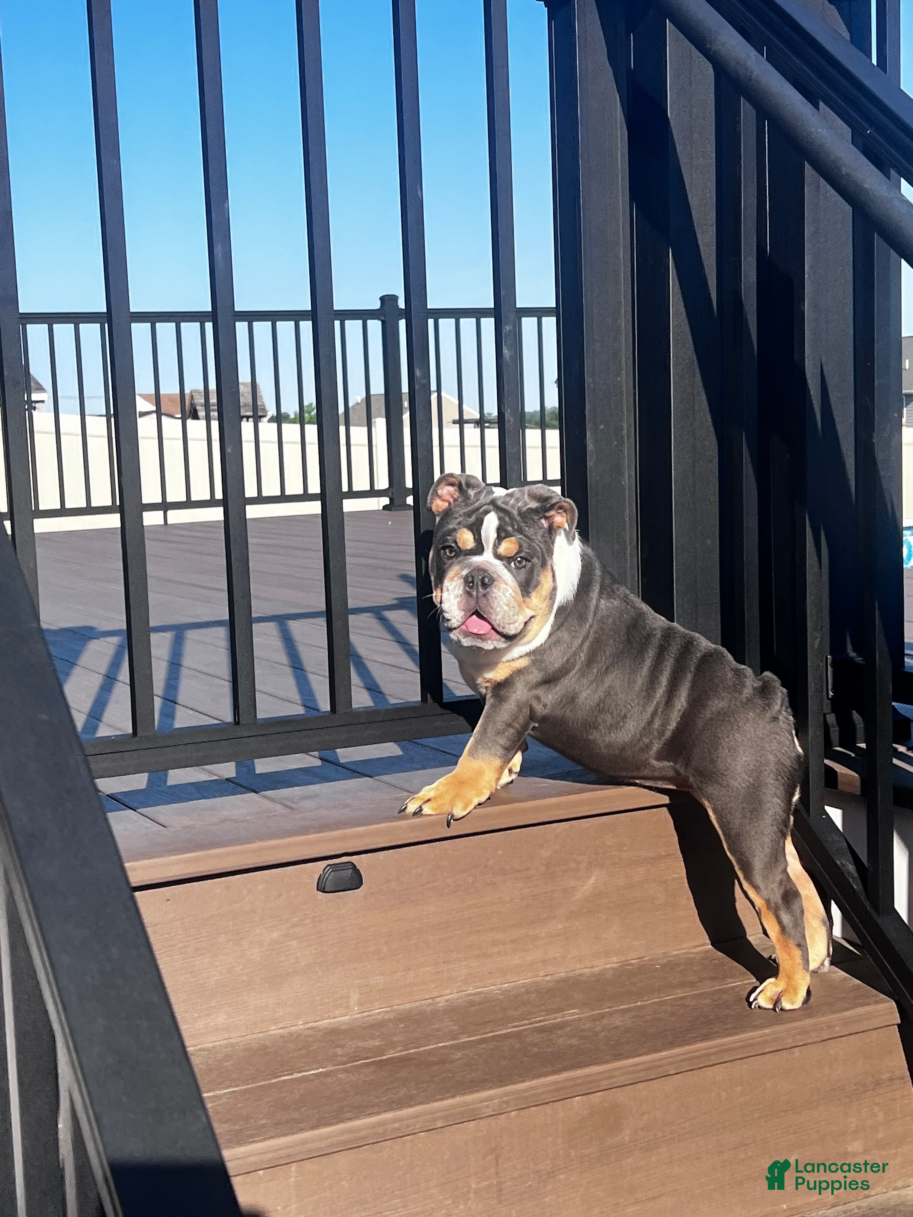 English Bulldog dogs Bluey - Ad 1