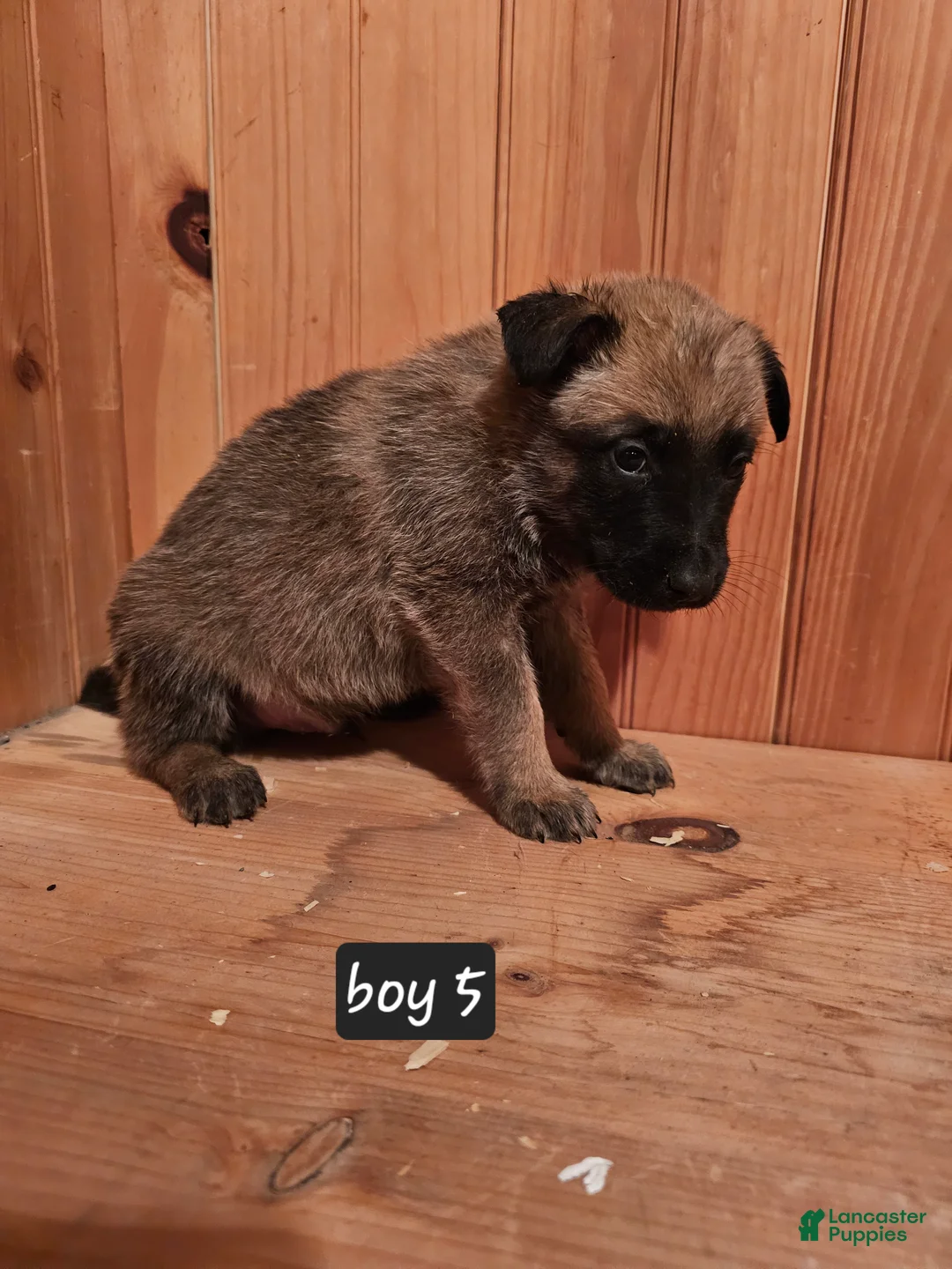 Belgian Malinois dogs for sale: Belgian Malinois Puppy 5 - Ad 7