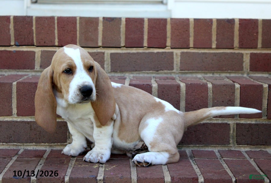 Basset Hound dogs for sale: Elliot - Ad 2