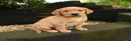 Labrador Retriever dogs for sale: Autumn - Ad 4