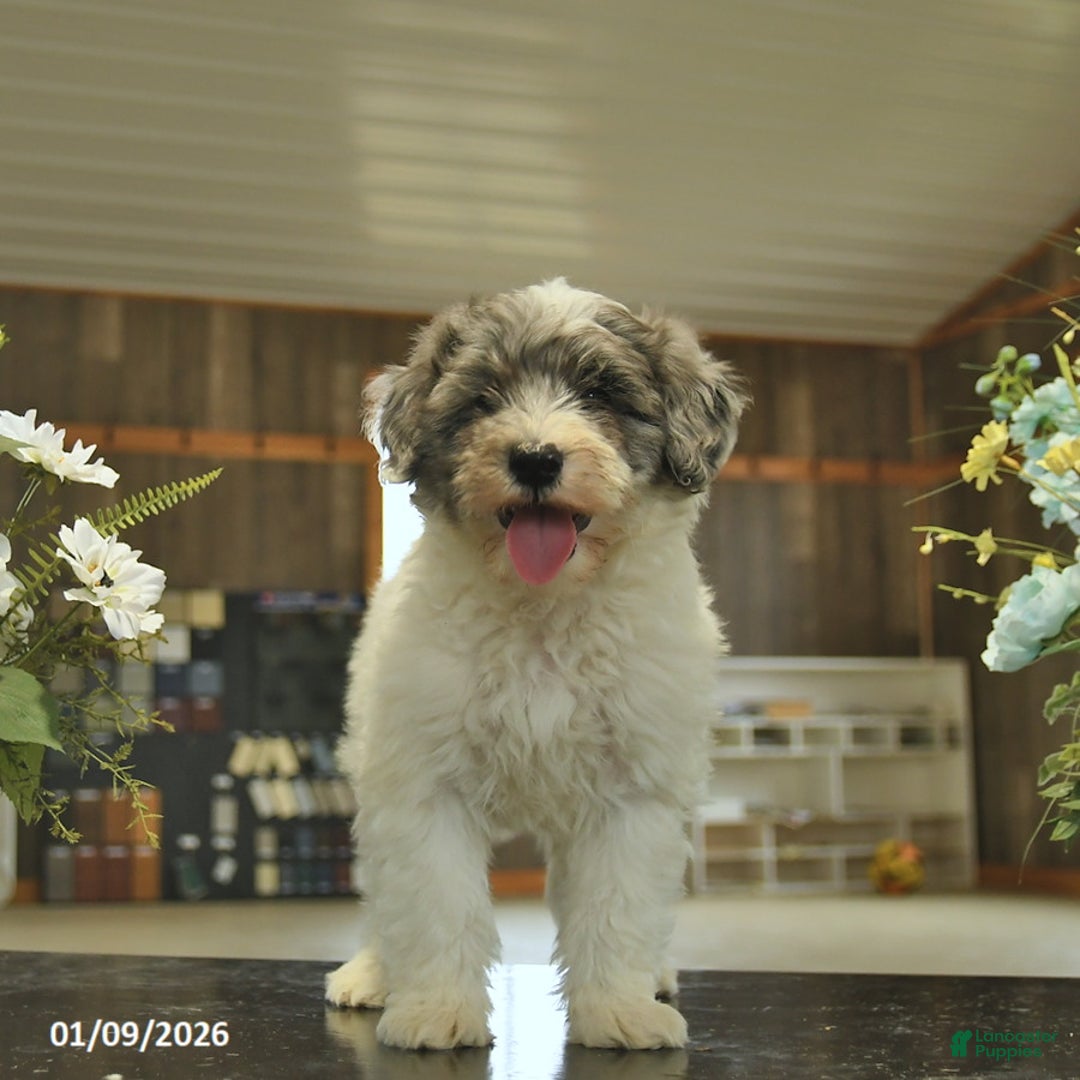 Sheepadoodle dogs for sale: Frodo  - Ad 4