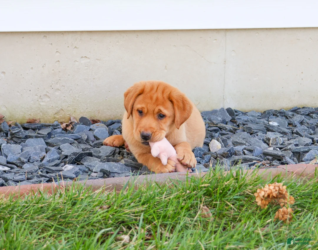 Labrador Retriever dogs for sale: Maxine  - Ad 2