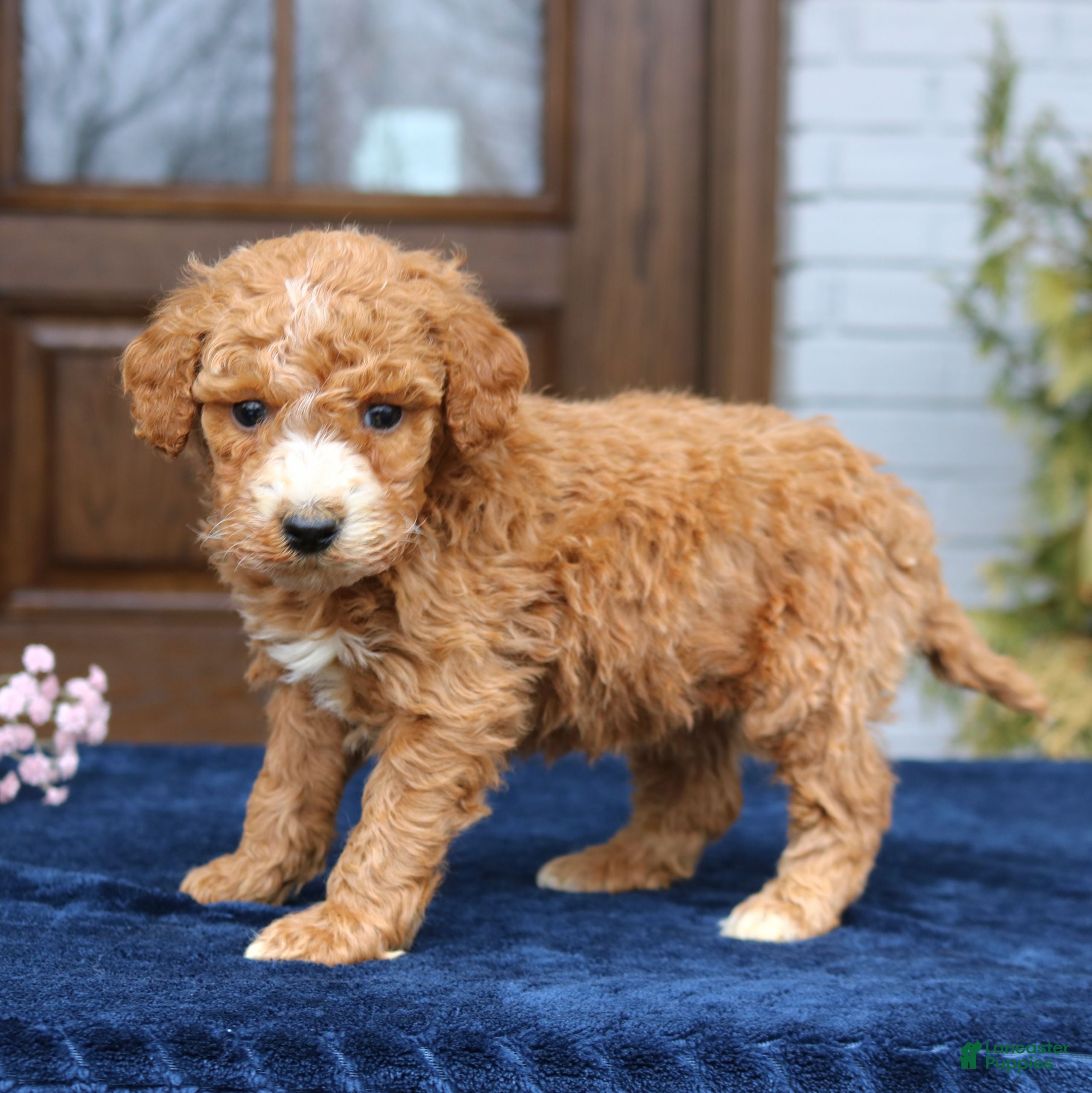 Mini Goldendoodle dogs Everett  - Ad 2