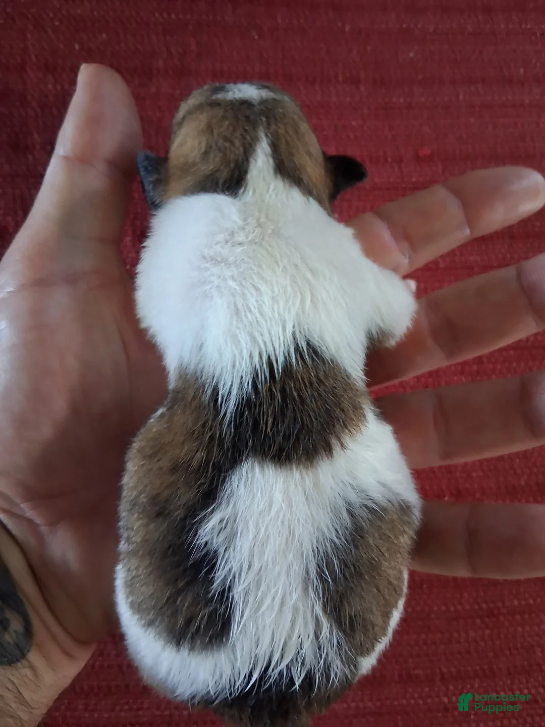 Chihuahua dogs for sale: Mason - Ad 2