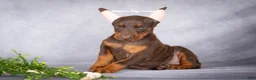 Doberman Pinscher dogs for sale: Kali - Ad 5