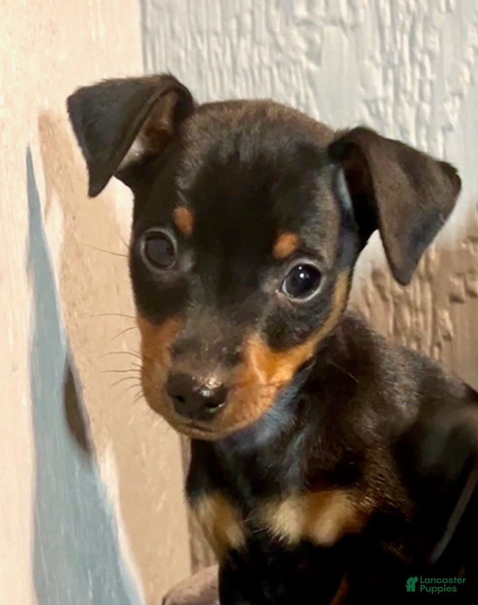 Miniature Pinscher dogs Ziggy - Ad 17