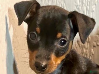 Miniature Pinscher dogs Ziggy - Ad 16
