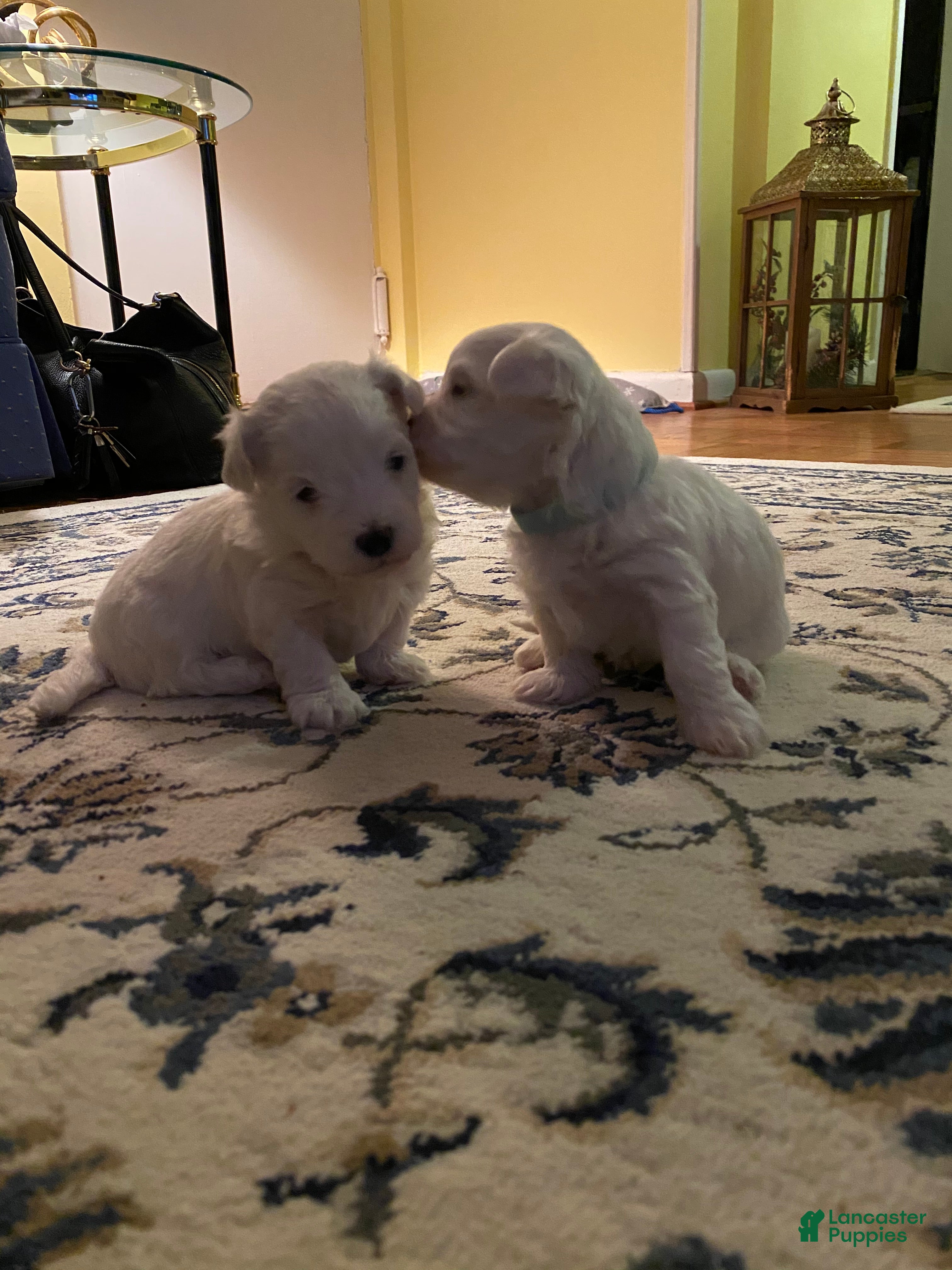 Maltipoo dogs  Poppy - Ad 1