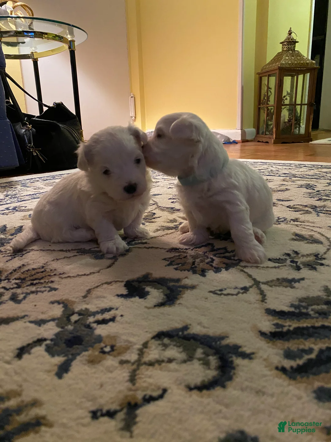 Maltipoo dogs for sale:  Poppy - Ad 1