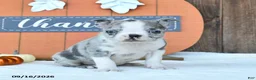 Boston Terrier dogs for sale: Auther - Ad 4