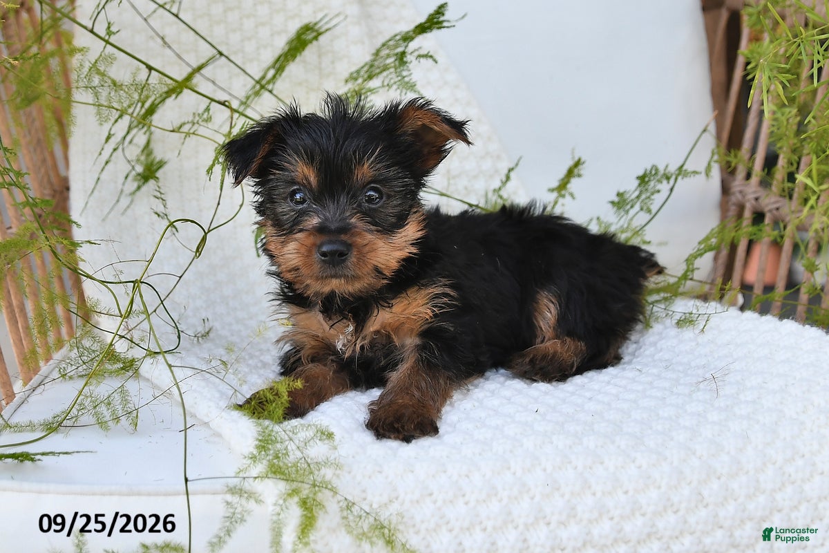 Yorkshire Terrier dogs Nellie - Ad 2