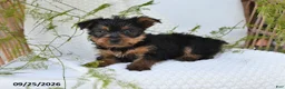 Yorkshire Terrier dogs for sale: Nellie - Ad 2