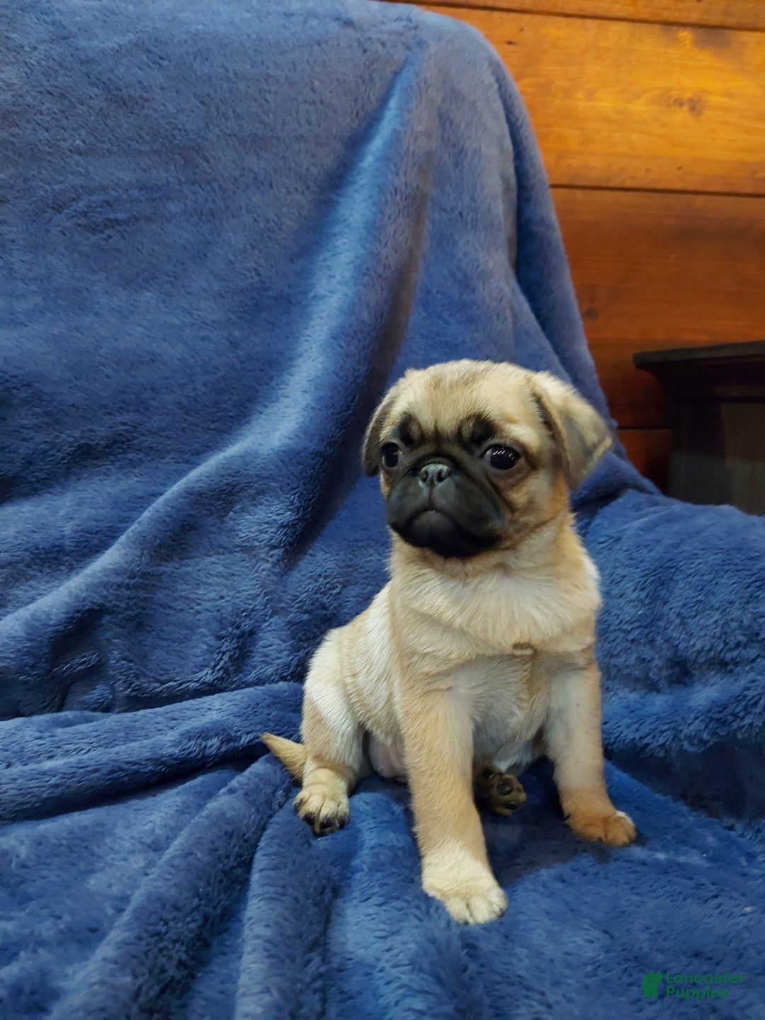 Pug dogs for sale: BILLY - Ad 12