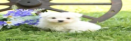 Maltese dogs for sale: Charlie - Ad 4