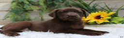 Labrador Retriever dogs for sale: Anika - Ad 6