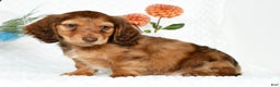 Miniature Dachshund dogs for sale: Murry - Ad 3