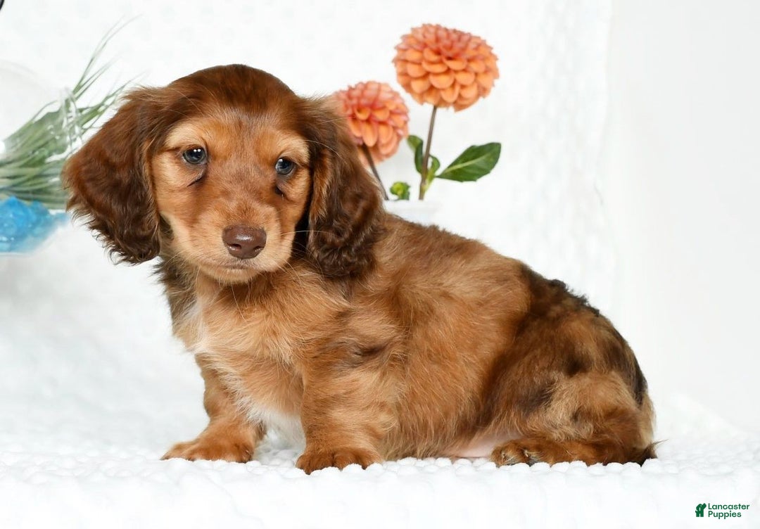 Miniature Dachshund dogs for sale: Murry - Ad 3