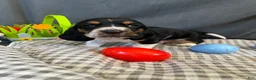 Basset Hound dogs for sale: Teddy - Ad 10