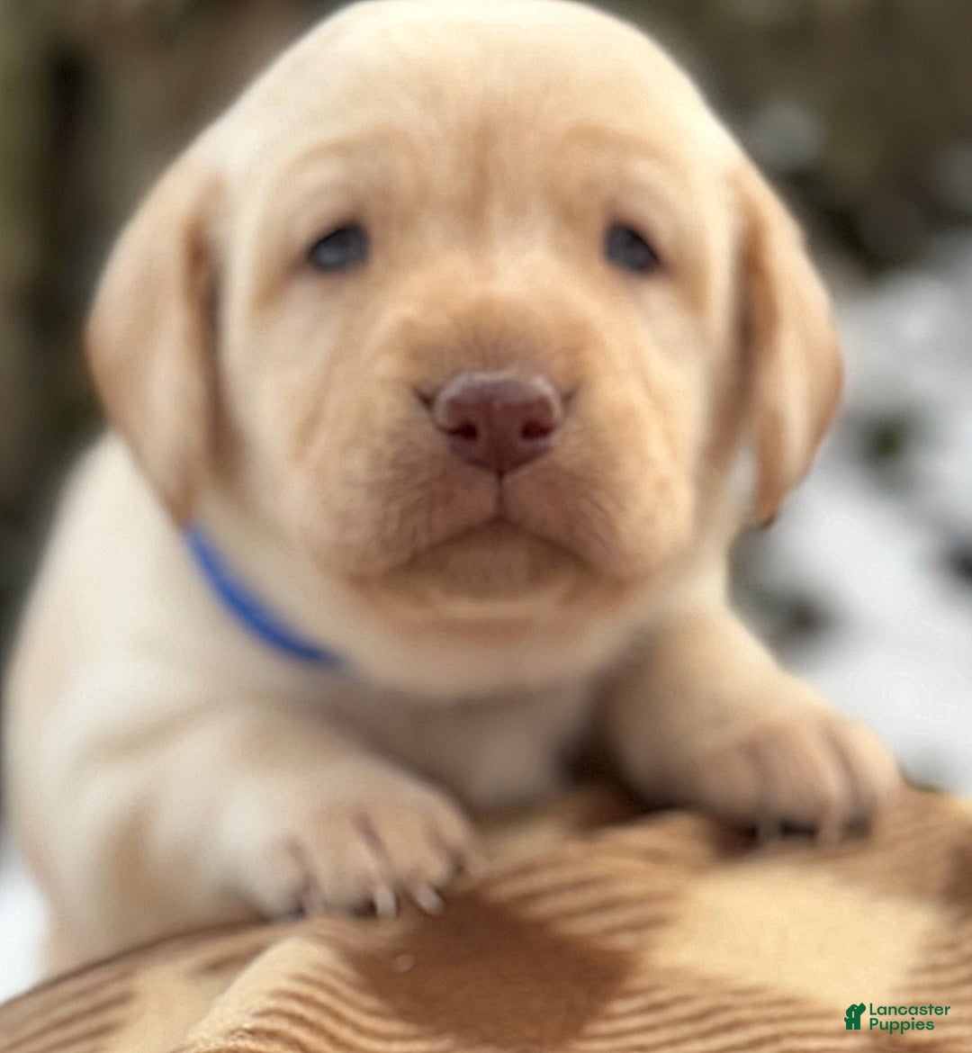 Labrador Retriever dogs for sale: Labrador Retriever Puppy 1 - Ad 4