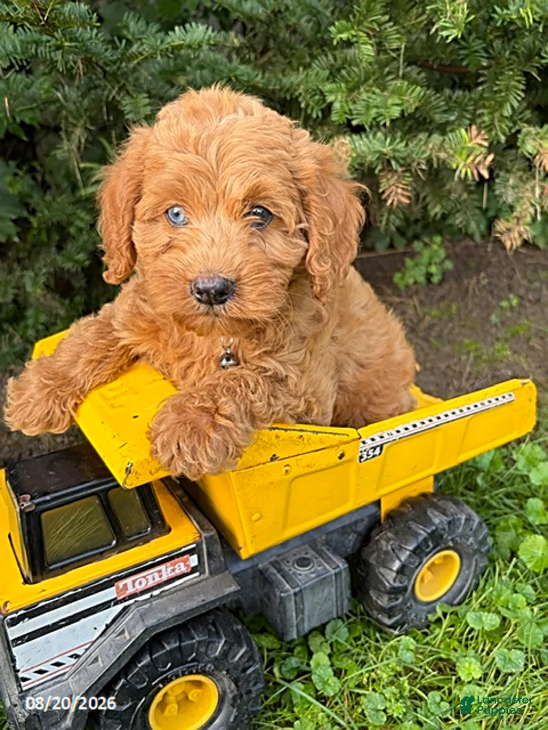 Cockapoo dogs for sale: Jordan - Ad 2
