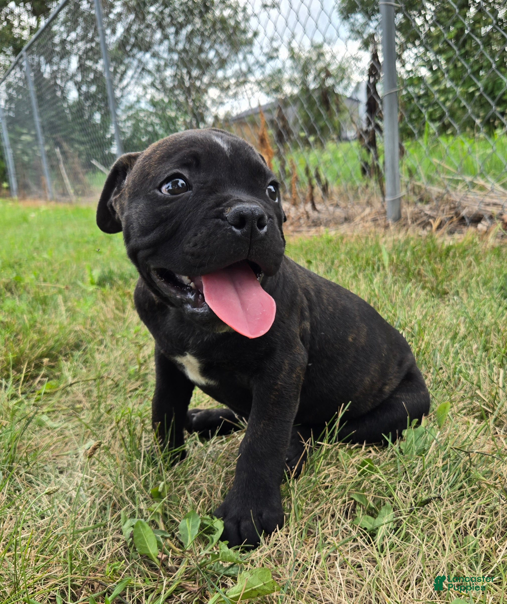 Olde English Bulldogge dogs Dennis - Ad 2