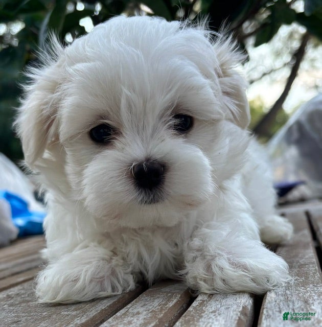 Maltese dogs Washington - Ad 2
