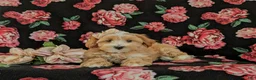 Maltipoo dogs for sale: Serefina 7 lbs Full Grown - Ad 7