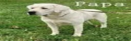 Labrador Retriever dogs for sale: Jed Retriever 3 - Ad 5