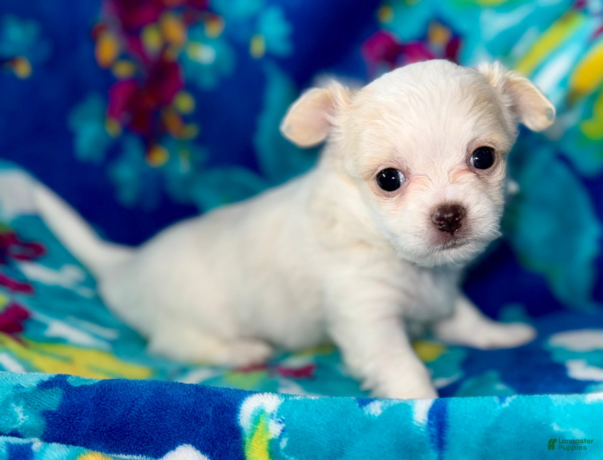 Chihuahua dogs Ice - Ad 1