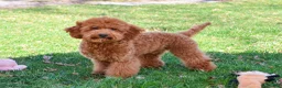 Mini Goldendoodle dogs for sale: Victoria  - Ad 6