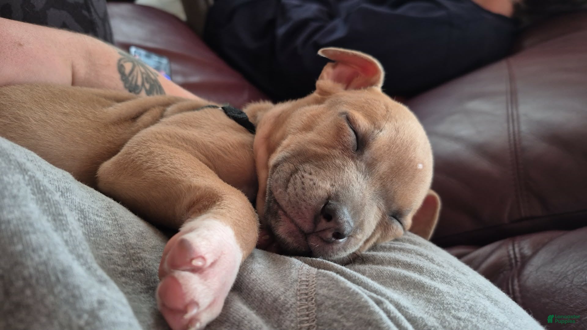 American Pit Bull Terrier dogs American Pit Bull Terrier Puppy 1 - Ad 40