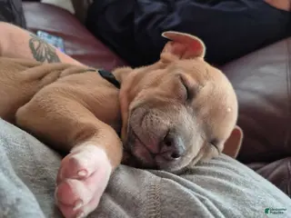 American Pit Bull Terrier dogs American Pit Bull Terrier Puppy 1 - Ad 40