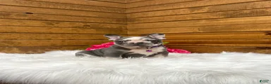 Posie