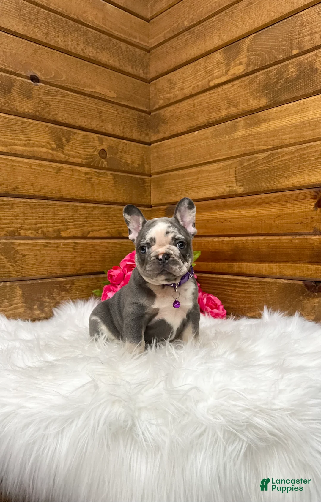 French Bulldog dogs for sale: Posie - Ad 1